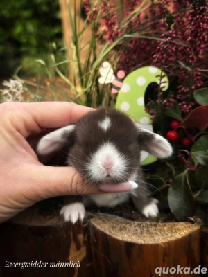 Superzahme Zwergwidder und Löwenköpfchen dürfen reserviert werden. Kaninchen Zwergkaninchen 