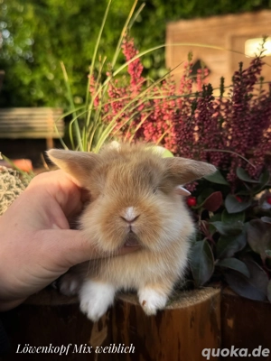 Besonders zahme Mädels dürfen reserviert werden! Zwergwidder Löwenköpfchen Kaninchen 