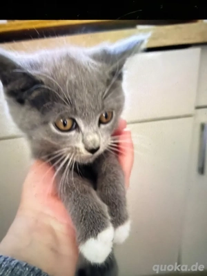 Main coon und russsisch blue mix