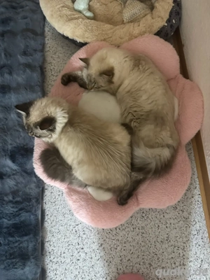 Zwei Ragdoll katerchen 