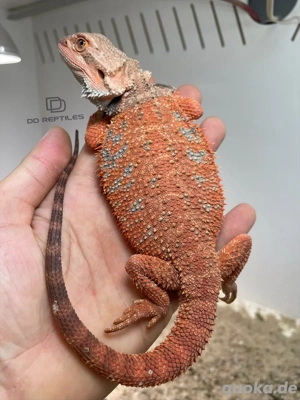 Bartagamen Männchen (Pogona vitticeps) Half red Monster half extreme red get Hypo poss het Trans 