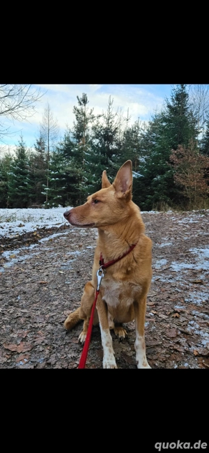 Balu sucht ein Für Immer Zuhause