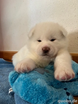 Akita Inu 3 Rüden und 3 Weibchen