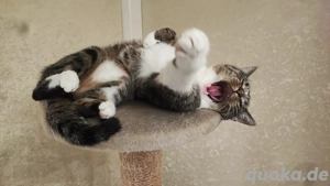 Mehrfarbige Mädchen Persermix