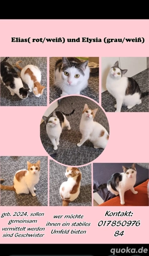 Kätzchen zu vermitteln 