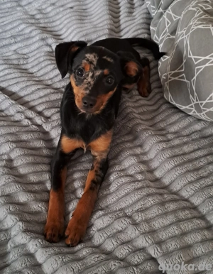 Zwergpinscher Harlekin