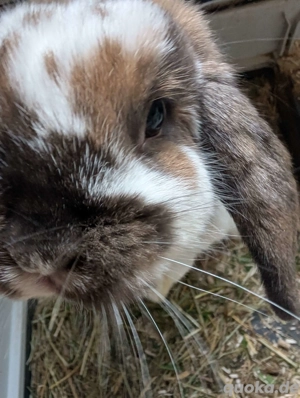  Traum-Duo: 2 liebe, reinrassige Geschwister Widder-Damen (Außenhaltung) mit Zubehör   