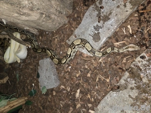 wegen Hobbyaufgabe einige Boas zur Abgabe  Bild 2