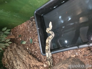 wegen Hobbyaufgabe einige Boas zur Abgabe 