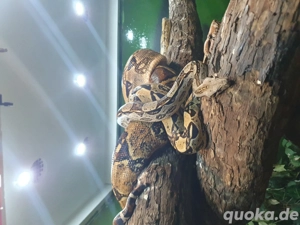 wegen Hobbyaufgabe einige Boas zur Abgabe  Bild 3
