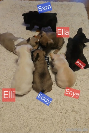 6 Franz.Bulldoggen Welpen