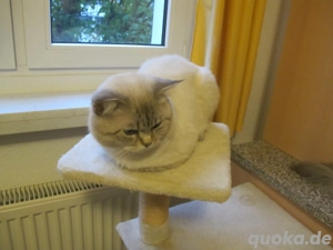 BKH Kater sucht neues Zuhause