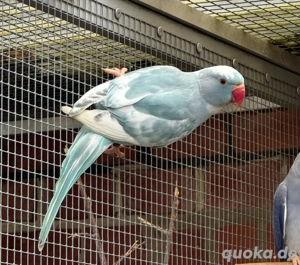 Halsbandsittich Schecke