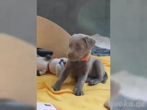 wunderschöne Typvolle Labrador Welpen!!