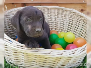 Labrador Retriever Welpen!! Bild 2
