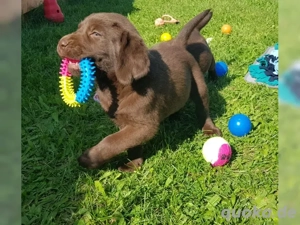 Wunderschönes Labrador Welpen mit Papieren !!