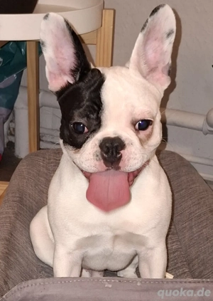 Französische Bulldogge Rüde