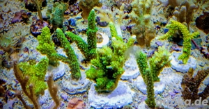 Meerwasser- Korallenableger mit Versand- Acropora tumida ( Enzmann) Bild 3