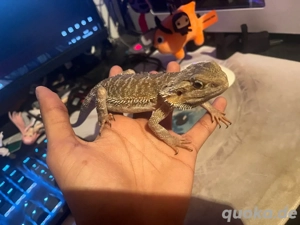 pogona vitticeps bartagame