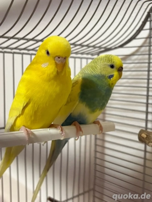 wellensittich zu verkaufen (beide weiblich)