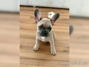 französische Bulldoggen Welpen