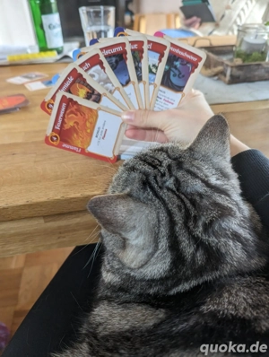 Neues "Katzenglück"(BKH) gesucht