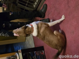 Jack Russel Mix  Ich suche ein liebevolles  Zuhause 