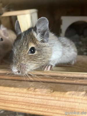 $ Degu weibchen suchen neues Zuhause