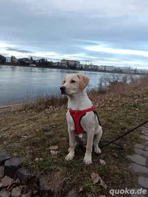 reinrassiger labrador 