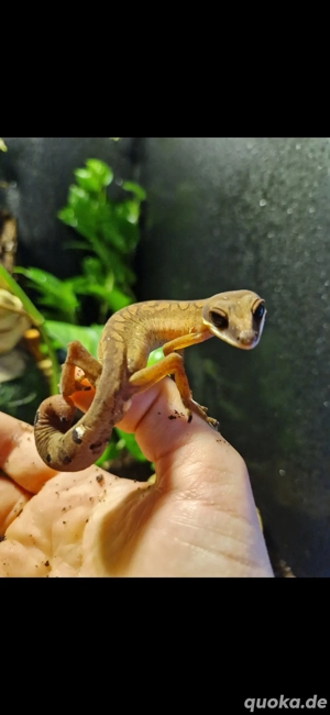 Pärchen Fuchsgesichtgeckos Aeluroscalabotes felinus mit oder ohne Terrarium