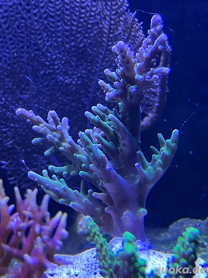 Acropora   Steinkoralle   SPS   Korallen ableger 