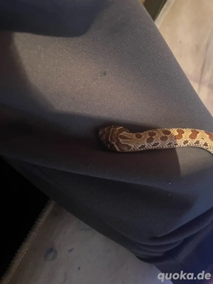 conda hakennasennatter famale