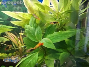 Platys orange und schwarz Bild 2