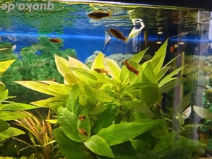 Platys orange und schwarz Bild 3