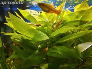 Platys orange und schwarz