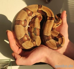 Hypo het.Blood Boa 