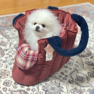 Pomeranian Zwergspitz