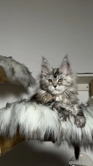 Maine Coon Kätzchen aus professioneller Zucht