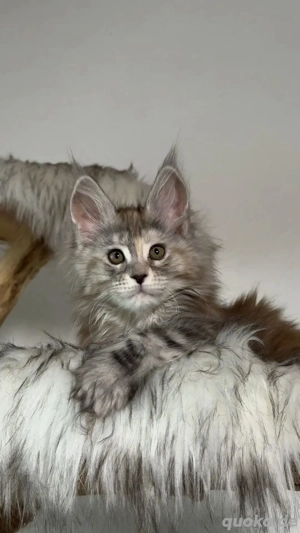 Maine Coon Kätzchen aus professioneller Zucht