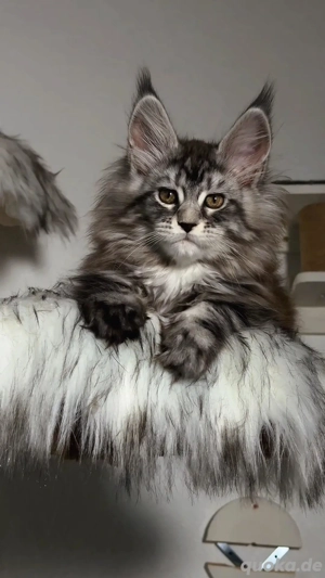 Maine Coon Kätzchen aus professioneller Zucht