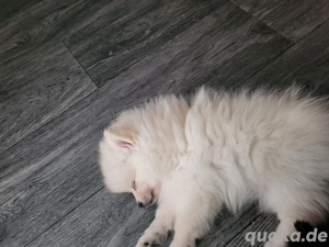 pommerianien mädchen