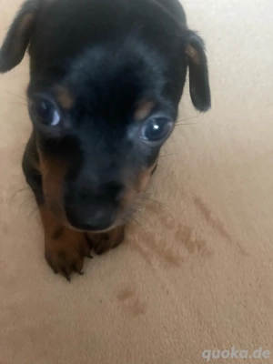 Süße Mini Pinscher Babys   40 Tage