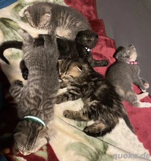 Die Babys sind von 2 katzen und 1 Kater 