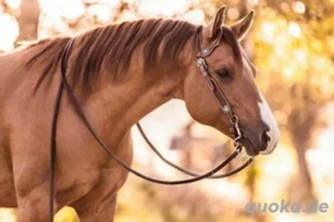 Quarter Horse Stut Fohlen  Bild 4