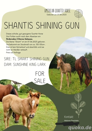 Quarter Horse Stut Fohlen  Bild 2