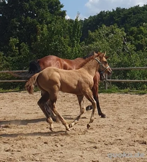 Quarter Horse Stut Fohlen  Bild 3