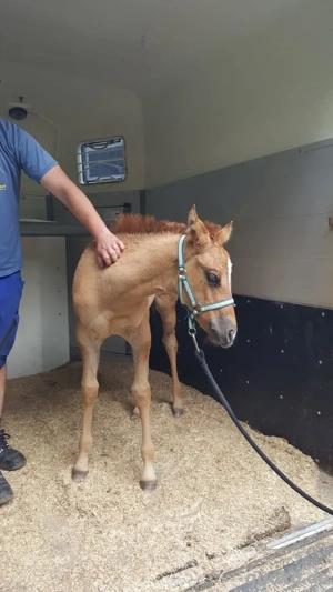 Quarter Horse Stut Fohlen  Bild 5