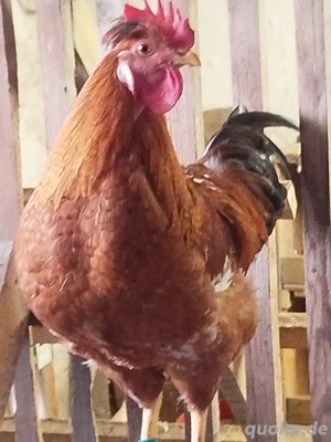 Verkaufe Junghähne küchenfertig oder lebendig schöne dabei