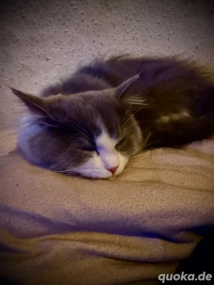 BLH-Dame sucht neues zu Hause für immer