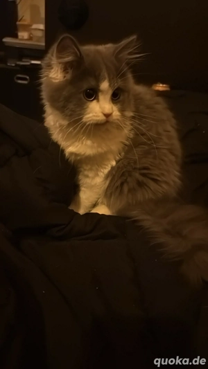 BLH-Dame sucht neues zu Hause für immer Bild 2